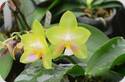 Phal. Joy Spring Canary Yaphon